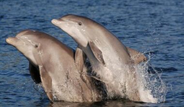 New study suggests stranded dolphins could have dementia | National