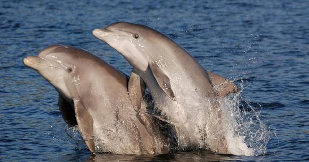 New study suggests stranded dolphins could have dementia | National