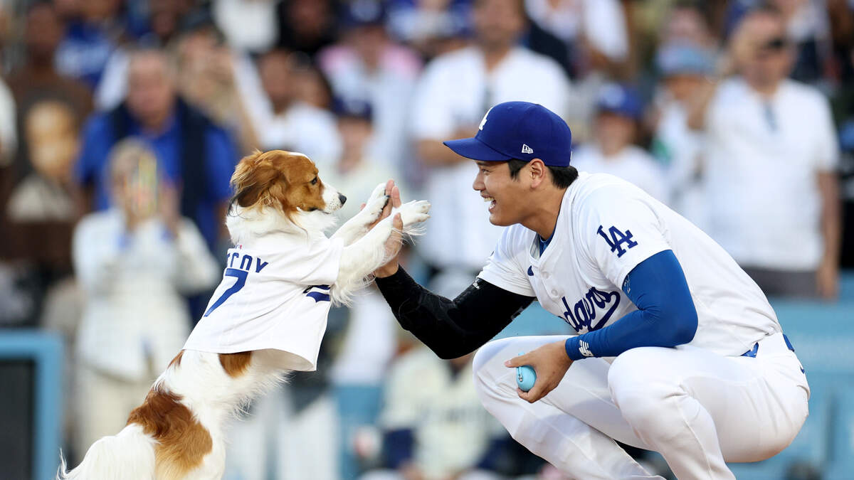 Meet An Actual Dodger Dog Ready To Be Adopted From LA Animal Services π | KOST 103.5