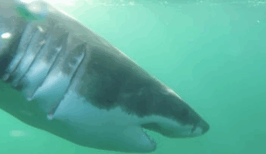 9ft. juvenile great white shark pings off Accomack County | Latest News