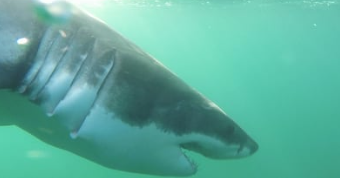 9ft. juvenile great white shark pings off Accomack County | Latest News