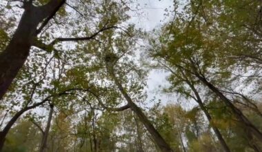 ‘Massive eagle nest’: Monroe County officials condemn PennDOT over bald eagle nest | Monroe County Area