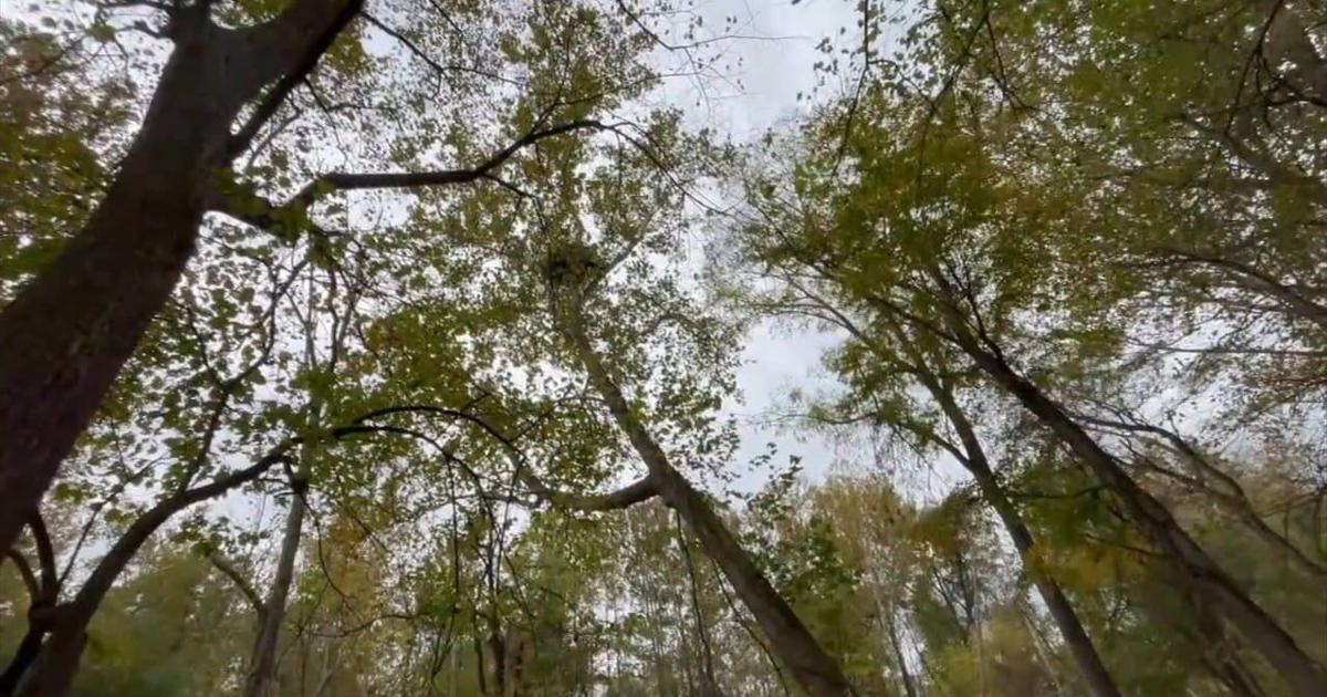 ‘Massive eagle nest’: Monroe County officials condemn PennDOT over bald eagle nest | Monroe County Area