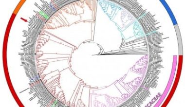How a Prehistoric Genetic Split Helped Plants Conquer Polluted Soils