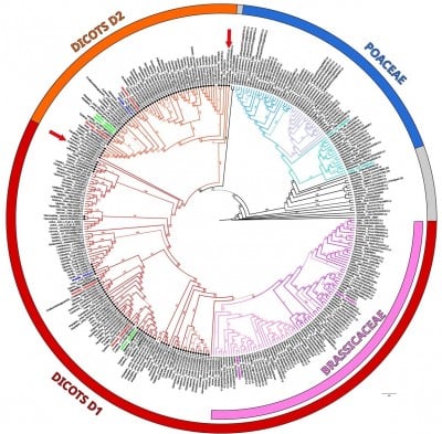 How a Prehistoric Genetic Split Helped Plants Conquer Polluted Soils