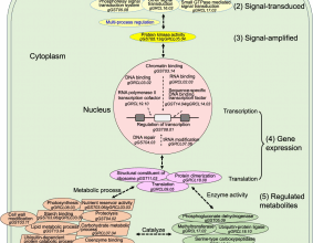 How Soybeans See the Light: New Genetic Map Illuminates Shade Tolerance Mechanisms