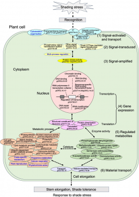 How Soybeans See the Light: New Genetic Map Illuminates Shade Tolerance Mechanisms