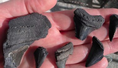 Find loads of shark teeth on Charleston’s now open Crab Bank
