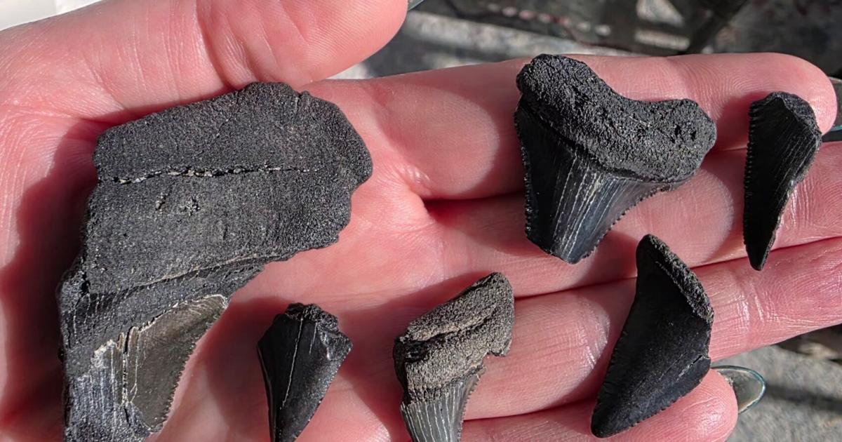 Find loads of shark teeth on Charleston’s now open Crab Bank