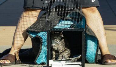 UTA Campus Cat Coalition helps cats through trap-neuter-release program | Campus