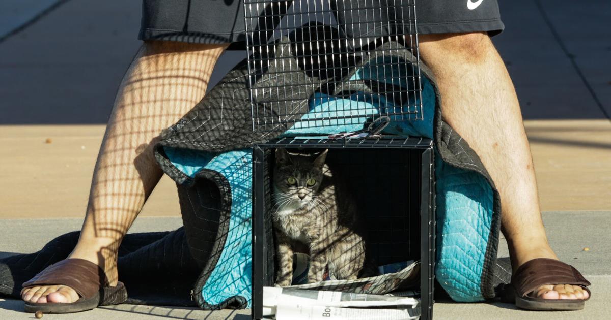 UTA Campus Cat Coalition helps cats through trap-neuter-release program | Campus