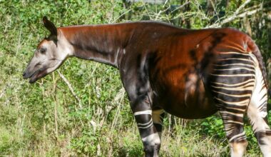 Okapi at Audubon's survival center pregnant with calf | Environment