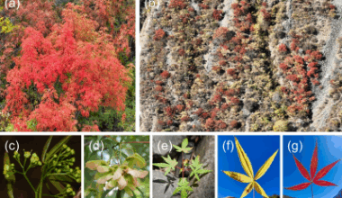 Scientists decode the survival secrets of a rare Chinese maple