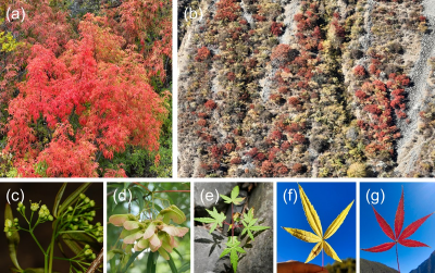 Scientists decode the survival secrets of a rare Chinese maple