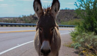Arizona's wild donkeys damage desert ecosystem