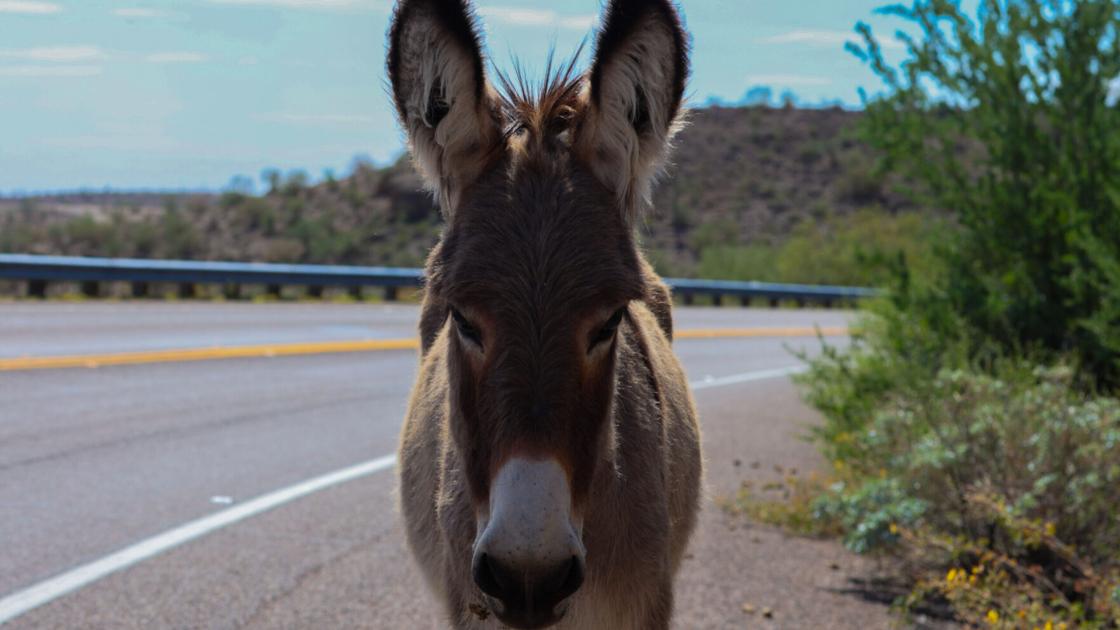Arizona's wild donkeys damage desert ecosystem