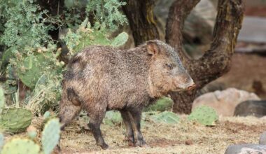 Arizona hunters get second chance with leftover javelina tags | Arizona News