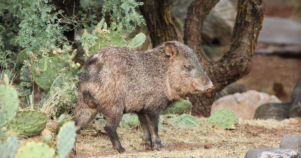 Arizona hunters get second chance with leftover javelina tags | Arizona News