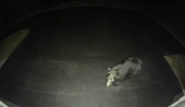 Ring camera captures black bear headed through Stoddard area | Local News