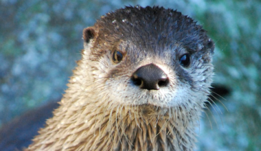 Beloved Western North Carolina river otter dies amid post-procedure complications
