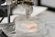 An air gun delivered powdered metal organic frameworks, which can hold vaccines, into pig...
