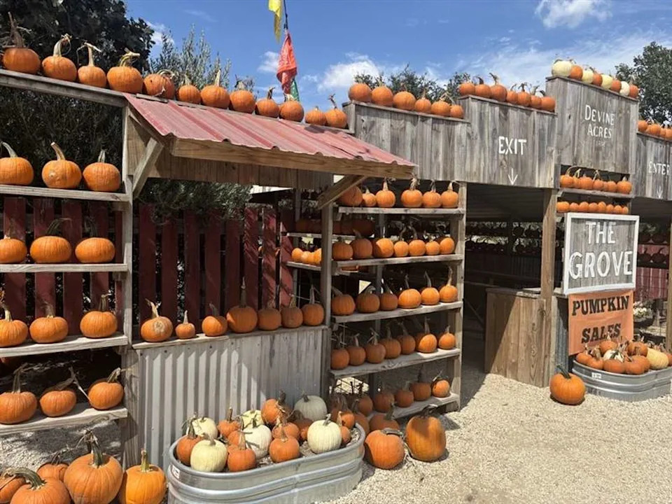 Devine Acres Farm is a 15-minute drive from Bigfoot, Texas. (Mia Valdez/MySA)