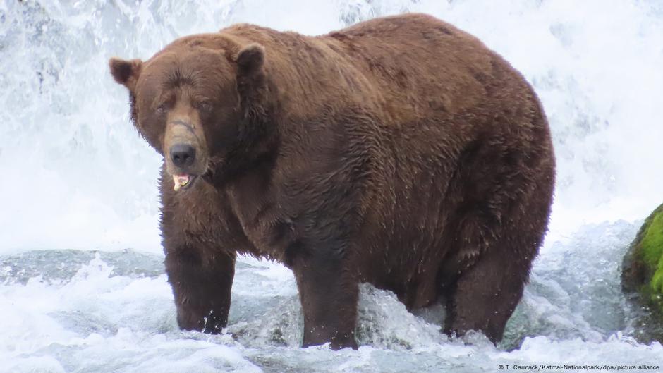 'Chunk' wins Fat Bear Week 2025 award in Alaska – DW – 10/01/2025