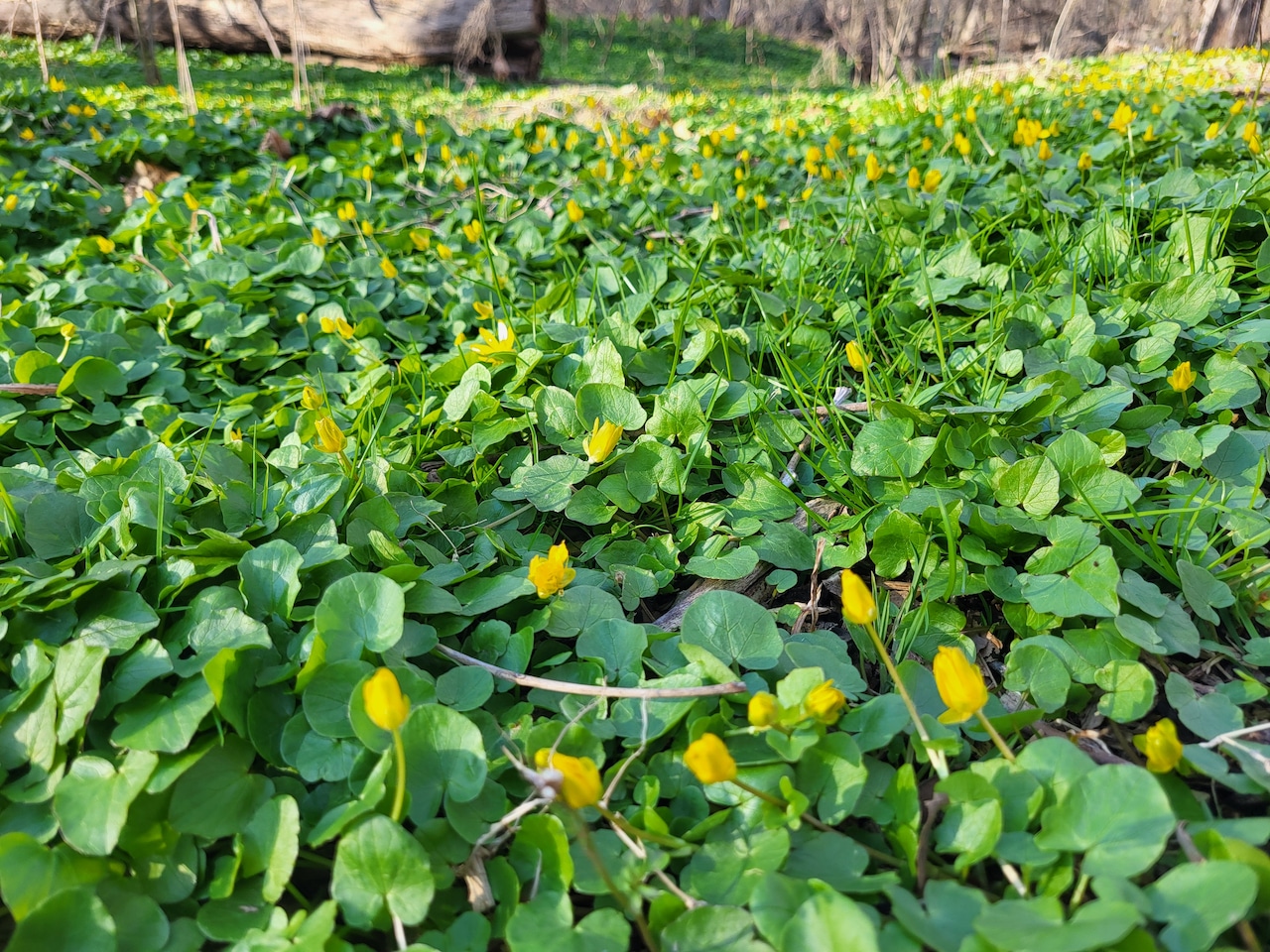 File photo of invasive fig buttercup, or lesser celandine