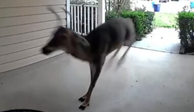 Deer burst into Fuquay-Varina home :: WRAL.com