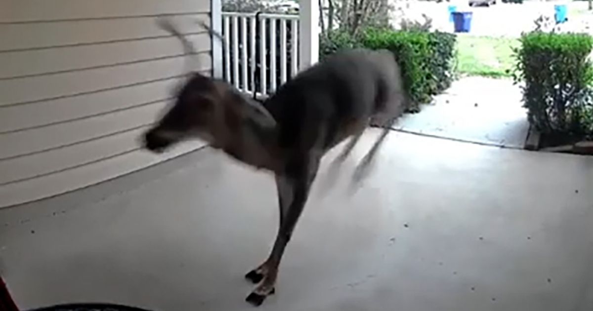 Deer burst into Fuquay-Varina home :: WRAL.com