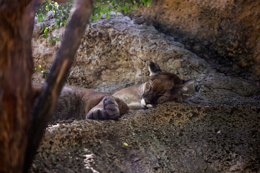 A mountain lion sleeps at the Fort Worth Zoo on Thursday, Oct. 9, 2025, in Fort Worth. The...