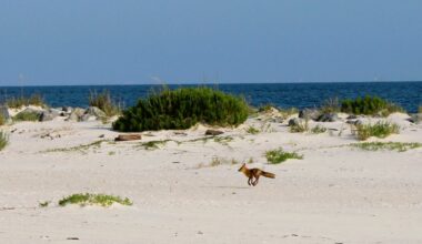 Dauphin Island foxes can be trapped, killed, judge rules