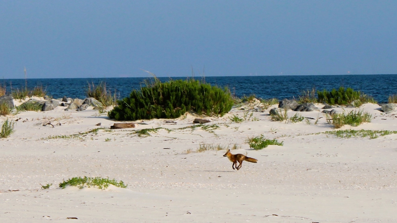 Dauphin Island foxes can be trapped, killed, judge rules