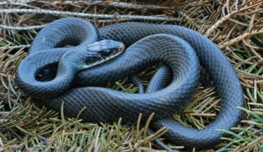 Ohio's fastest snake is aggressive, bites. Meet the North American racer