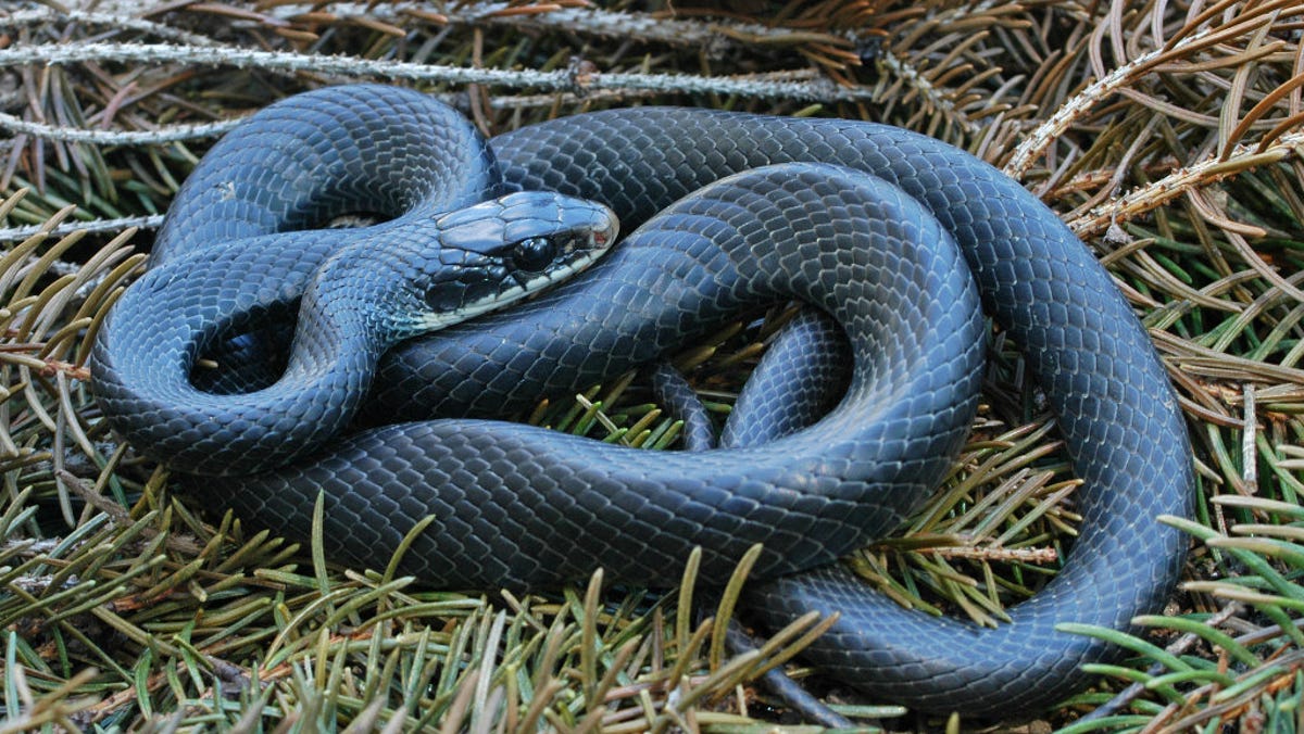 Ohio's fastest snake is aggressive, bites. Meet the North American racer