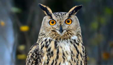 Yahoo lifestyle home