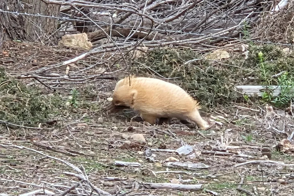 A white echidna with leucism on Flinders Island in Tasmania. 
