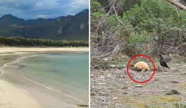 Aussie's 'extraordinary' discovery on remote island sparks excitement: 'Very rare'
