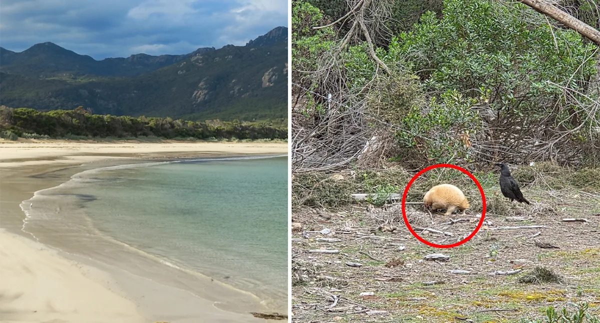 Aussie's 'extraordinary' discovery on remote island sparks excitement: 'Very rare'