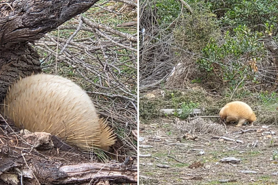 A white echidna with leucism on Flinders Island in Tasmania. 