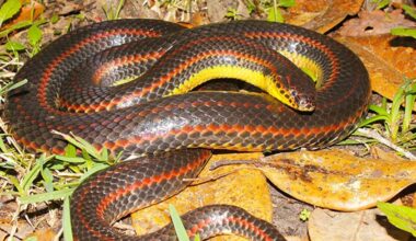 how rare is a rainbow snake?