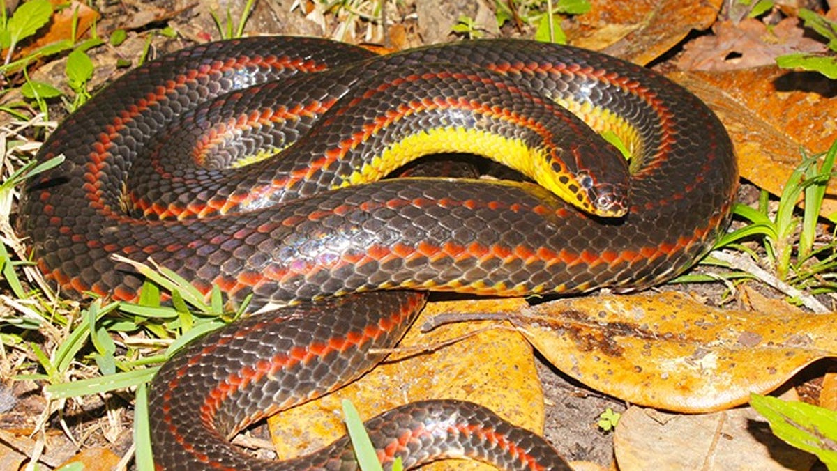 how rare is a rainbow snake?