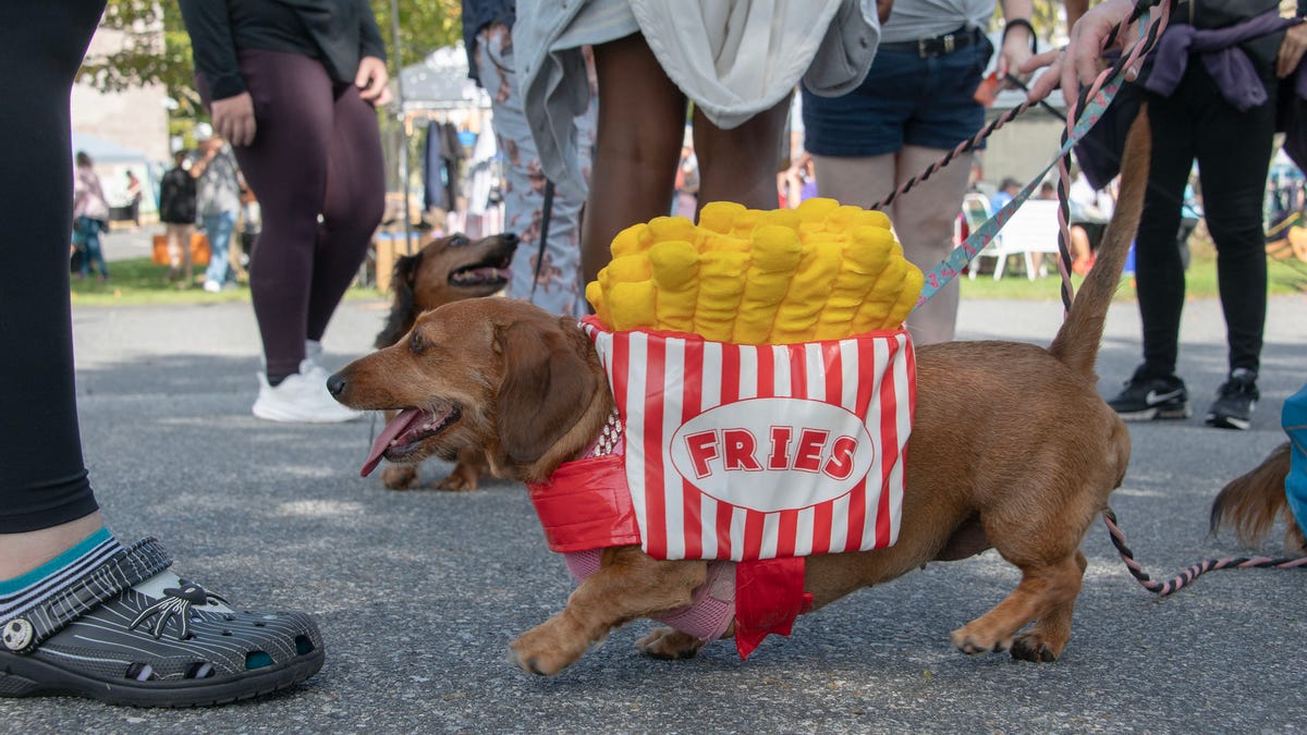 How a Cape Cod photographer saw dachshunds eye-to-eye at Doxie Days