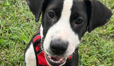 These cats and dogs are yearning to be adopted in Jacksonville area