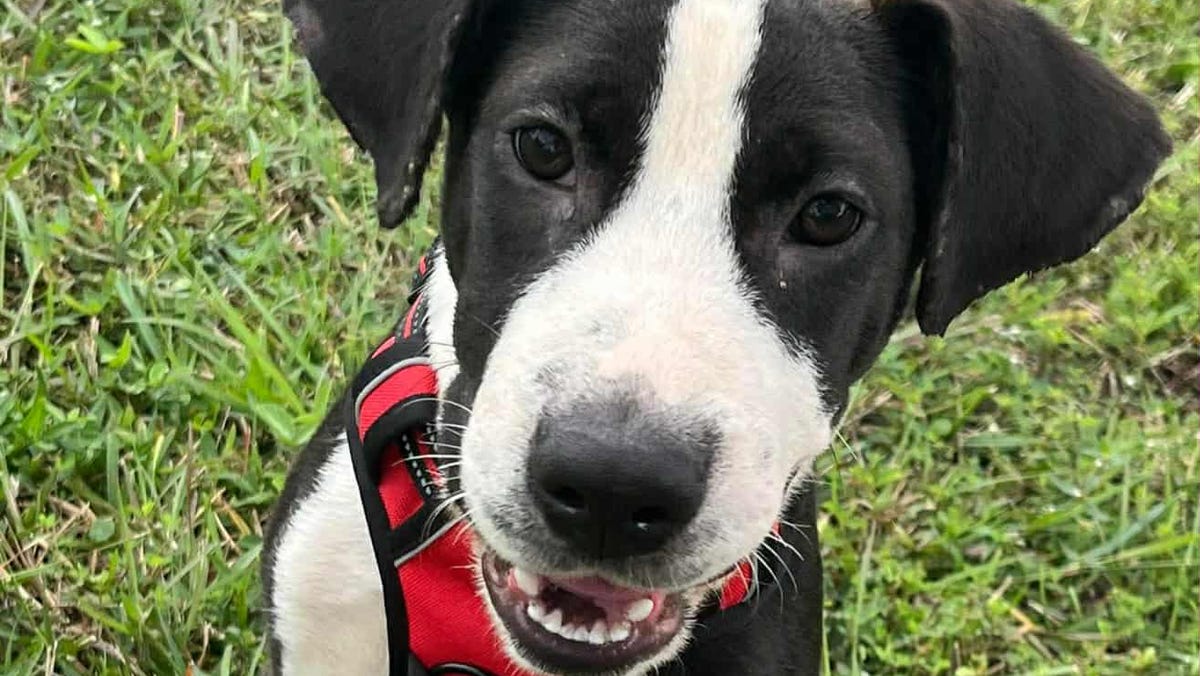 These cats and dogs are yearning to be adopted in Jacksonville area