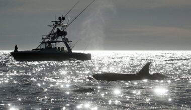 50-year-old law protecting whales, seals and polar bears targeted for rollback