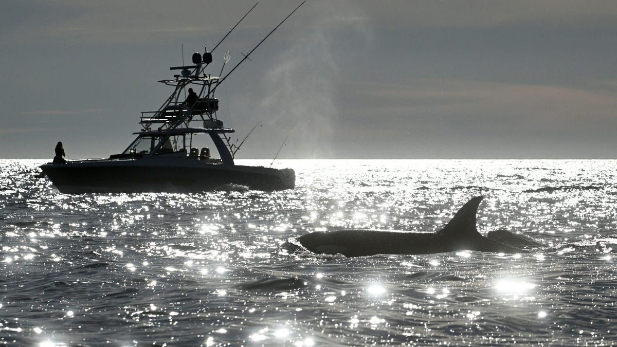 50-year-old law protecting whales, seals and polar bears targeted for rollback