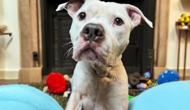 These cats and dogs are yearning to be adopted in Jacksonville area