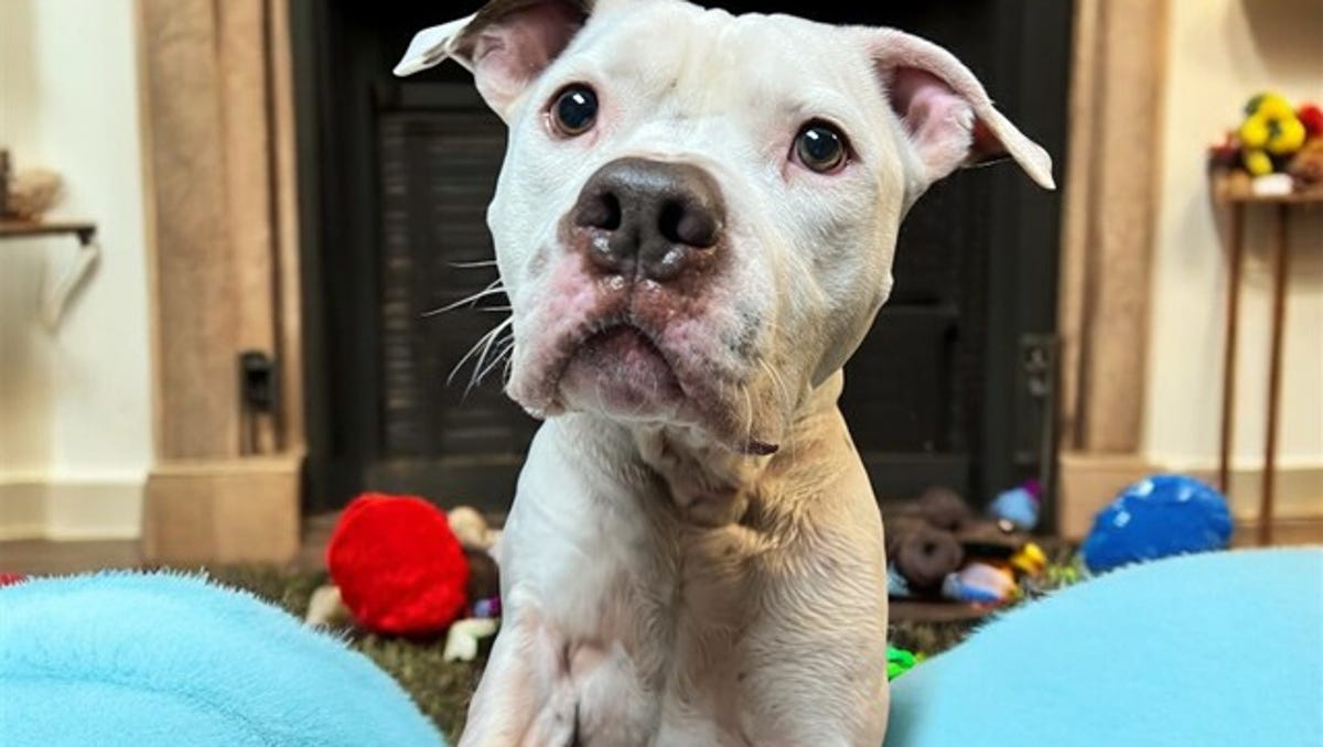 These cats and dogs are yearning to be adopted in Jacksonville area