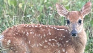 Peanut the fawn spared after DNR reverses euthanasia order